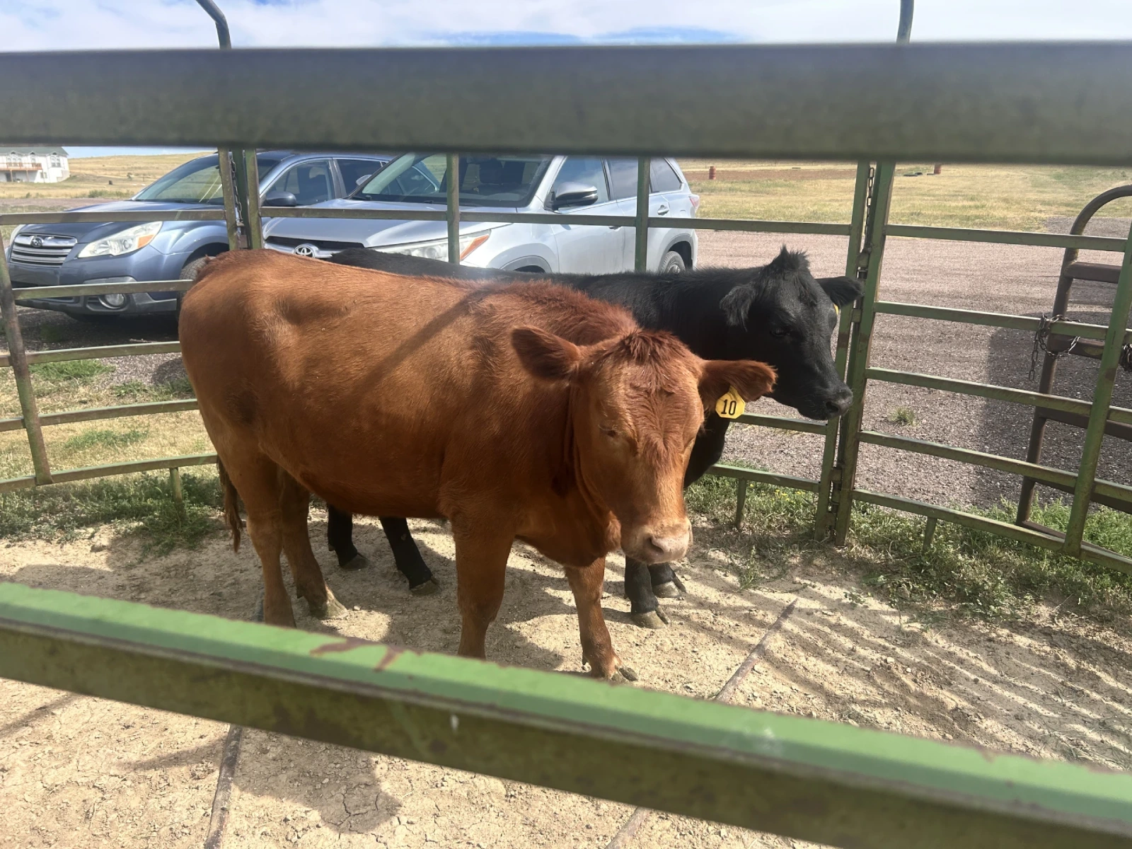 Brown and black calves standing in a farm pen