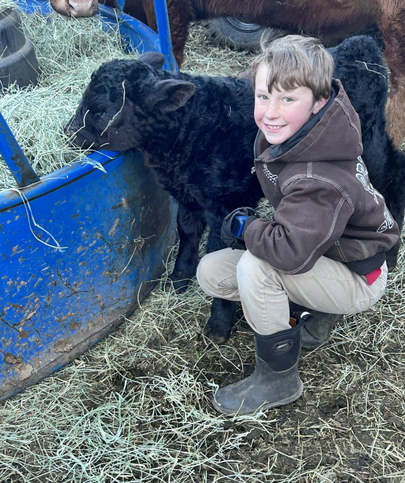 Smiling young boy crouching beside a black calf eating hay Smiling young boy crouching beside a black calf eating hay