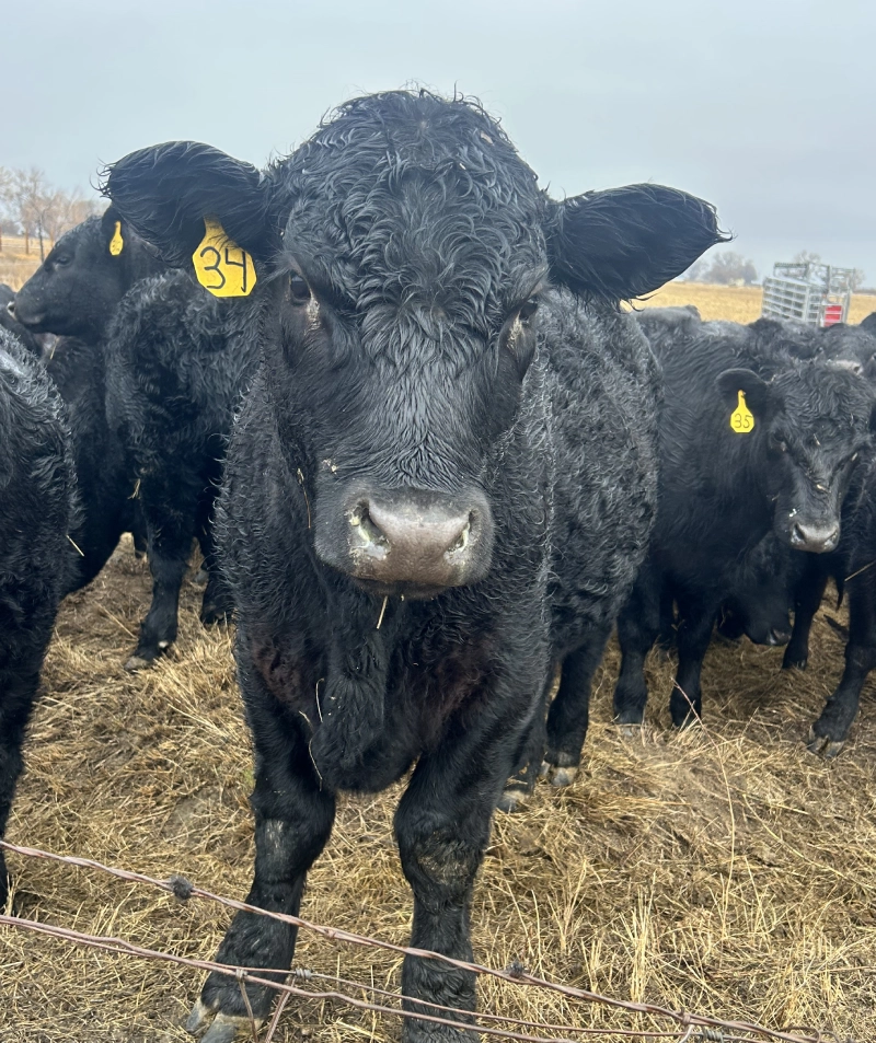 Close-up of a black Angus steer behind a wire fence Close-up of a black Angus steer behind a wire fence