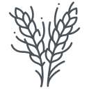 Line icon of wheat stalks