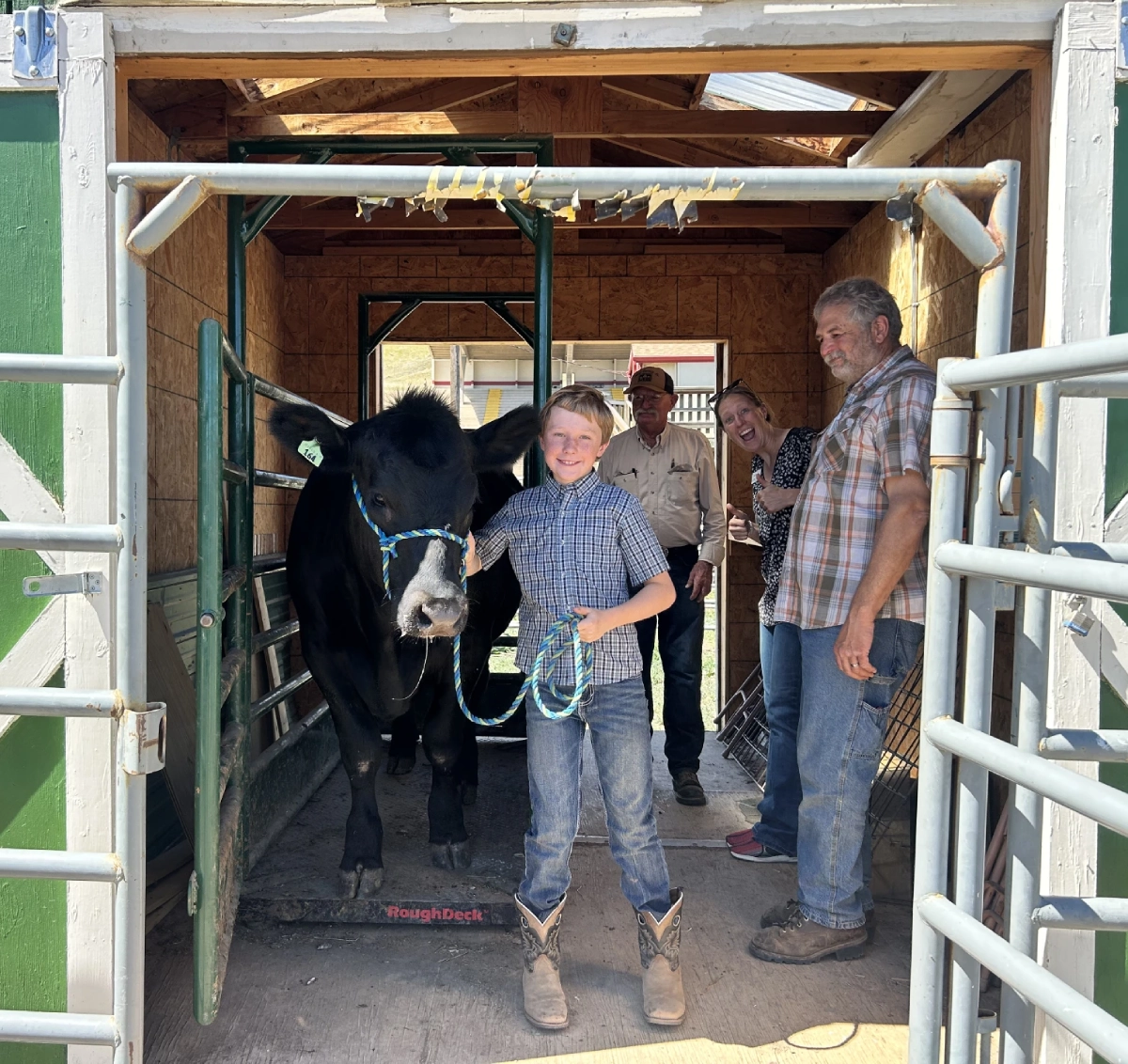Young boy holding a halter-trained black steer in a barn chute