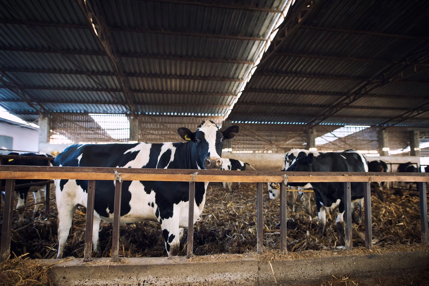 Black and white cow standing in a barn pen Black and white cow standing in a barn pen