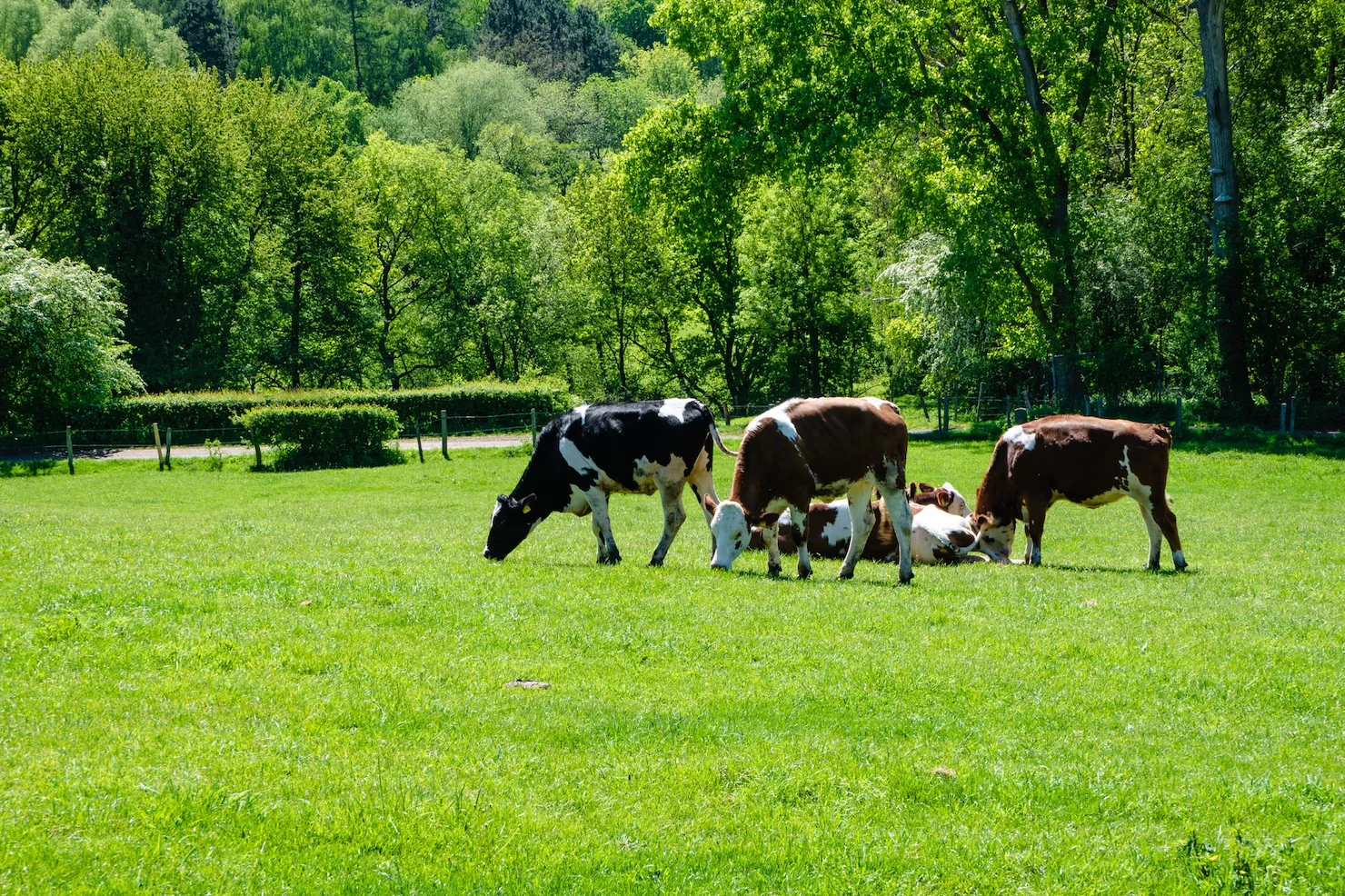 Cows grazing in a green pasture Cows grazing in a green pasture